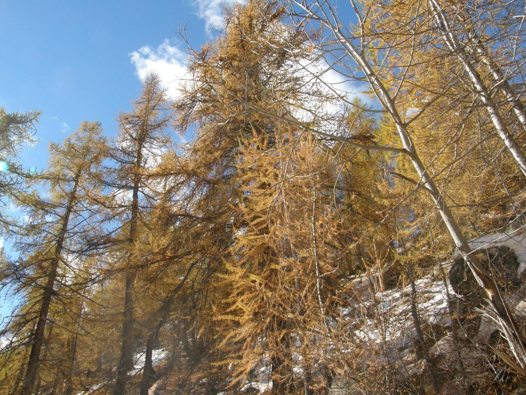 Hotel Gran Baita Gressoney-Saint-Jean Bagian luar foto